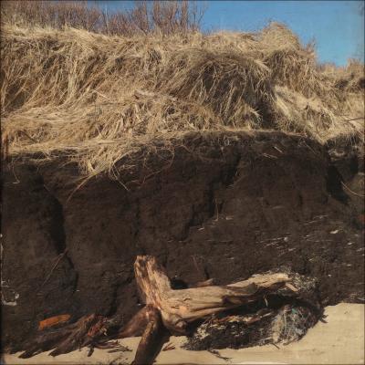 Ancient cedar bog beneath