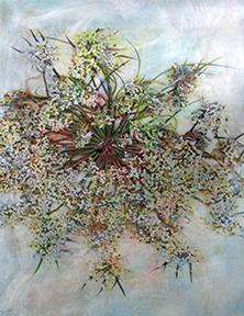Queen Annes Lace
